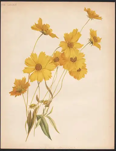 Coreopsis Lanceolata - Mädchenauge Nordamerika North America flowers Blume Blumen botanical Botanik Botany