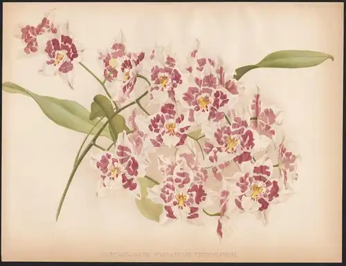 Odontoglossum Pescatorei Veitchianum - Roezlii orchid orchids Orchidee Colombia Kolumbien South America Amerik