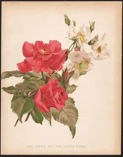 New Single and semi double Roses - Rose Rosa Rosea flowers Blume Blumen botanical Botanik Botany