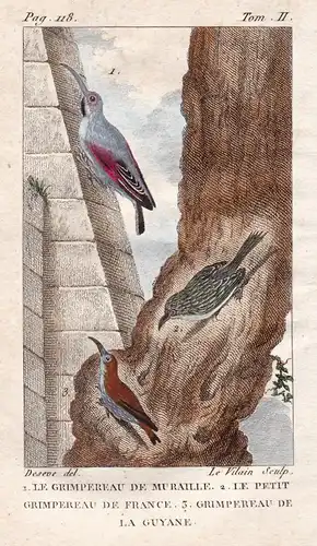 Le Grimpereau de Muraille - Le Petit Grimpereau de France - Grimpereau la Guyane - Certhia familiaris Waldbaum