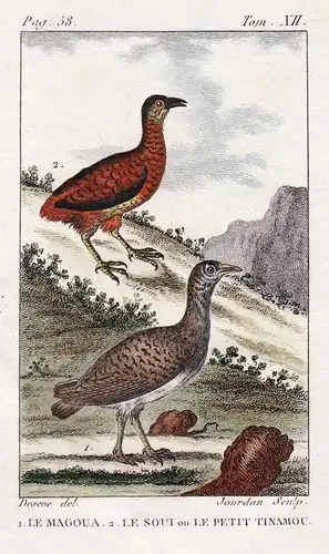 Le Magoua - La Soui on le Petit Tinamou - Tinamou soui Crypturellus soui Vogel Vögel birds bird oiseaux oiseau