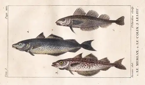 La Merlan - Le Colin - Le Lieu - Köhler Pollachius virens Fisch Fische fish poisson