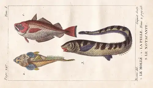 Le Molie - La Pelle - Le Notacante - Fisch Fische fish poisson