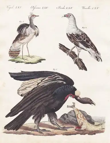 Vögel LXV. - 1) Der mangellanische Geier oder Condor. - 2) Der Geier aus Angola. - 3) Der Hubara oder Kragentr