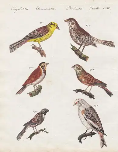 Voegel LVII. - 1) Der Goldhammer. - 2) Der Gerstenammer. - 3) Der Rohrammer. - 4) Der Fettammer oder Ortolan.
