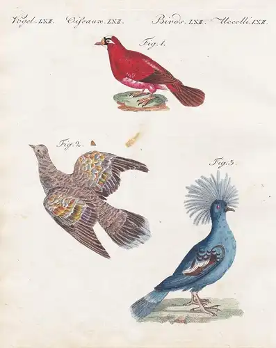 Vögel LXII. - 1) Die indische Karmesintaube. - 2) Die Goldflügel-Taube. - 3) Die Kronen-Taube. - Taube Crimson