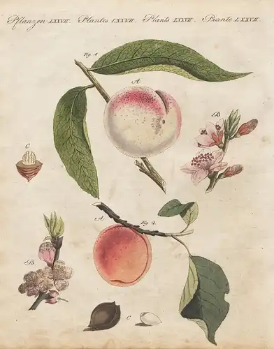 Pflanzen LXXVII. - 1) Die gemeine Pfirsche. - 2) Die Aprikose. - Pfirsich peach Aprikose apricot fruit Obst Pf