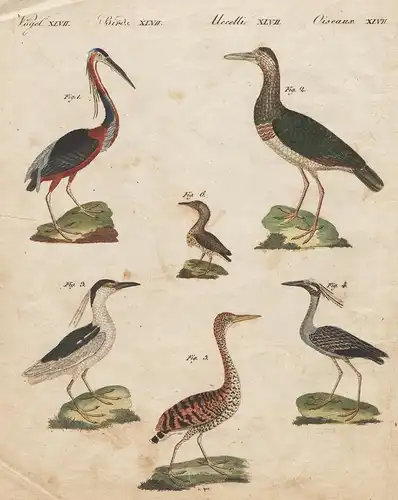 Vögel XLVII. - 1) Der Agami-Reiher. - 2) Der schwarze Storch. - 3) Der gemeine Nachtreiher. - 4) Der Cayennisc