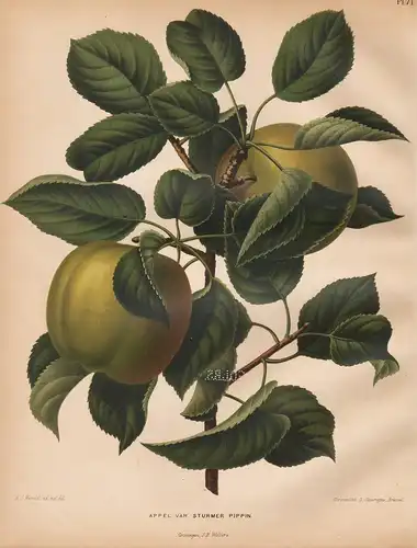 Appel var Sturmer Pippin - from the Nederlandsche Flora en Pomona Apfel apple Obst fruit botanical Botanik Bot