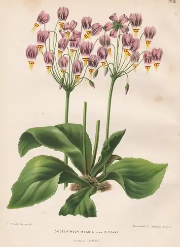 Dodecatheon Meadia linn. Elegans - Sternschnuppenblume Primula meadia Primeln Kanada America Amerika flower Bl