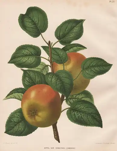 Appel var. Senkyrke (Zweden) - from the Nederlandsche Flora en Pomona Apfel apple Obst fruit botanical Botanik