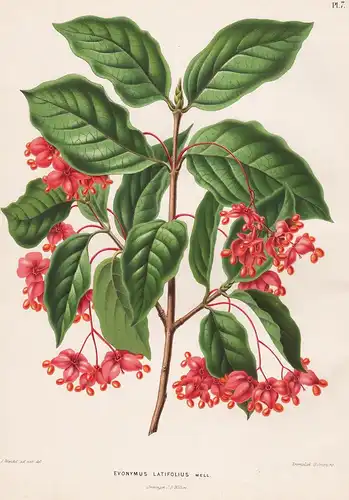 Evonymus Latifolius Mell. - Euonymus latifolius Breitblättrige Pfaffenhütchen Voralpen-Spindelstrauch flower B