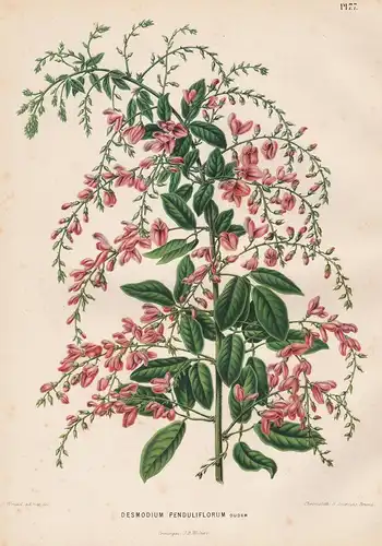 Desmodium Penduliflorum Oudem - Bettlerkraut tick-trefoil tick clover Nordamerika North America flower Blume B