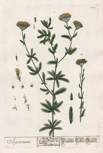 Ageratum - Fremd Leber Kraut - Leberbalsam flossflower bluemink blueweed Pflanze plant botanical botany Kräute