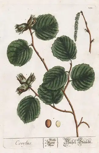Corylus - Hasel-Staude - nut Nuss Nüsse Corylus avellana hazel Haselnuss Haselnüsse Hasel Haselstrauch Pflanze