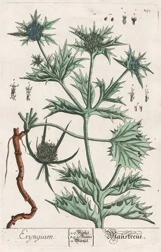 Eryngium - Mannstreue - Mannstreu Edeldistel Distel thistle eryngo sea holly Pflanze plant botanical botany Kr