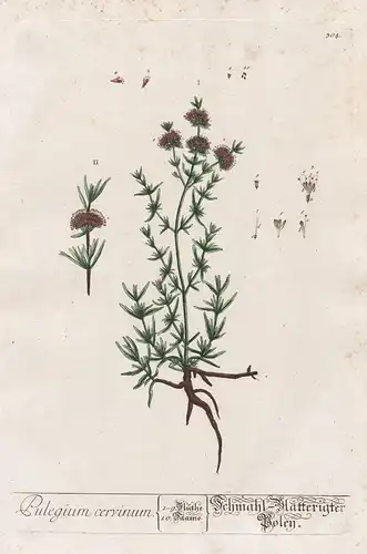 Pulegium cervinum - Schmahl-Blätterigter Poley - Polei-Minze Minze Mentha pennyroyal pennyrile mint Flohkraut