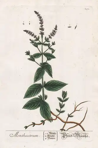 Menthastrum - Pferd-Münze - Mentha longifolia Minze horse mint Rossminze Pferdeminze Waldminze Pflanze plant b