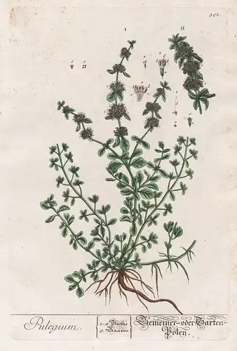 Pulegium - Gemeiner oder Garten Poley - Polei-Minze Minze Mentha pennyroyal pennyrile mint Flohkraut Pflanze p