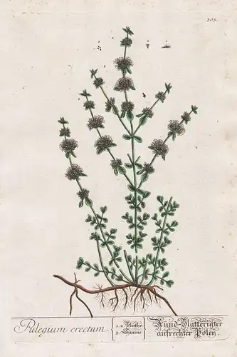 Pulegium erectum - Rund Blätterigter aufrechter Poley - Polei-Minze Minze Mentha pennyroyal pennyrile mint Flo