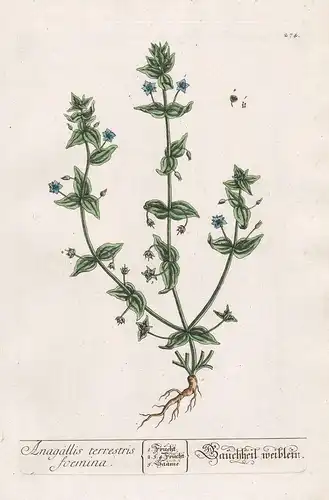 Anagallis terrestris foemina - Gauchheil weiblein - Lysimachia foemina Blauer Gauchheil blue pimpernel Pflanze