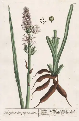 Asphodelus verus albus - Weiße Affodilien- Asphodelus Affodill Pflanze plant botanical botany Kräuter herbs fl