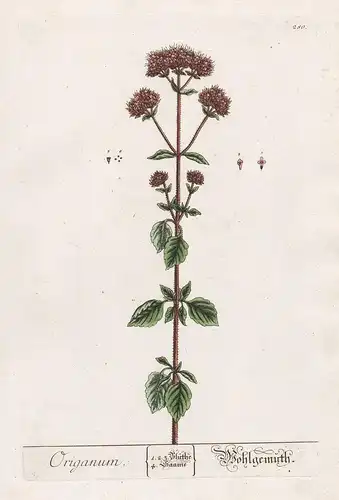 Origanum - Wohlgemüth - Oregano Dost marjoram Gewürz spice Pflanze plant botanical botany Kräuter herbs flower