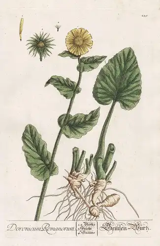 Doronicum Romanorum - Gemsen-Wurz - Gämswurzen Doronicum Gamswurzen leopard's bane Gemswurzen Pflanze plant bo