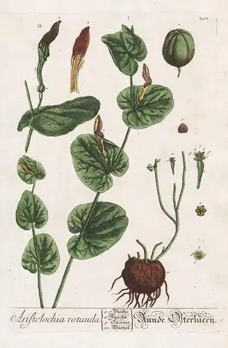 Aristolochia rotunda - Runde Osterlucey Osterluzei smearwort birthwort Pflanze plant botanical botany Kräuter