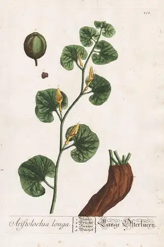 Aristolochia longa - Lange Osterlucey Osterluzei birthwort sarrasine Pflanze plant botanical botany Kräuter he