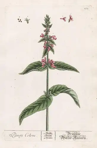 Panax Coloni - Brauner Wasser Andorn - Marrubium Helfkraut horehound Wasserandorn Pflanze plant botanical bota