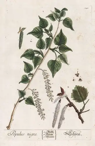 Populus nigra - Aspen - Pappel aspen poplar cottonwood Pflanze plant botanical botany Kräuter herbs flower flo