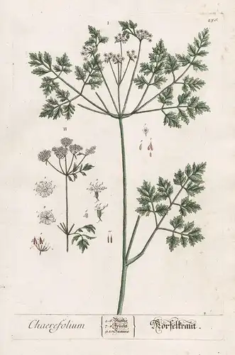 Chaerefolium - Körbelkraut - Echter Kerbel Gartenkerbel Chervil Pflanze plant botanical botany Kräuter herbs f