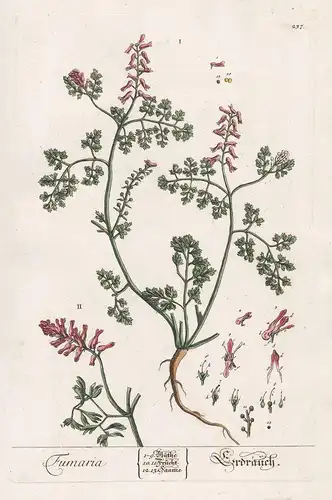 Fumaria - Erdrauch - Erdrauch Taubenkropf fumitory fumewort Pflanze plant botanical botany Kräuter herbs flowe