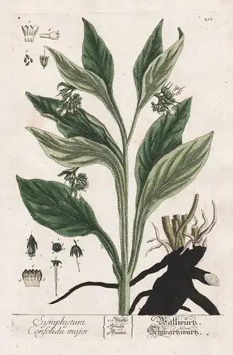 Symphytum Confolida major - Wallwurz Schwarzwurz Beinwell comfrey Wallwurz Beinwurz Pflanze plant botanical bo