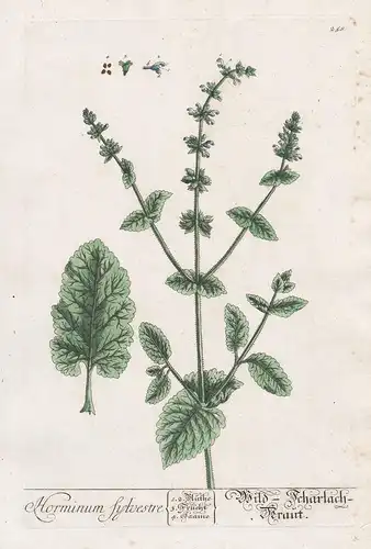 Horminum sylvestre - Wild-Scharlach Kraut Drachenmaul dragonmouth Pyrenean dead-nettle Pflanze plant botanical