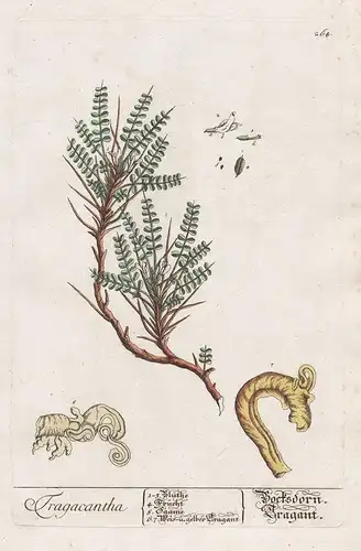 Tragacantha - Bocksdorn Fragant - Traganth Tragacanth Gummi Tragant Tragakant Pflanze plant botanical botany K