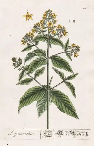 Lysimachia - Gelber Weiderich - Gilbweiderich Felberich Gelbweiderich Weiderich Pflanze plant botanical botany