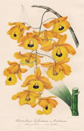 Dendrobium fimbriatum var. Oculatum - East Indies orchid Orchidee Orchideen orchids flower Blume flowers Blume
