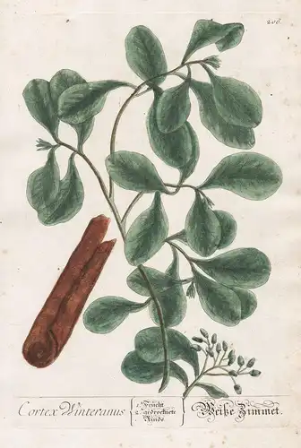 Cortex Winteranus - Weiße Zimmet  - Rinde Zimtbaum Zimt cinammon Pflanze plant botanical botany Kräuter herbs