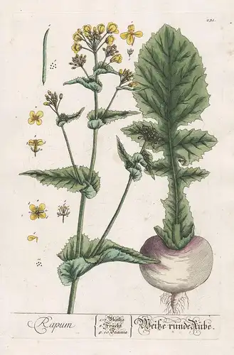 Rapum - Weiße runde Rübe -  Herbstrübe Rübe Krautrübe Rübsen Brassica rapa Rübsamen  Pflanze plant botanical b