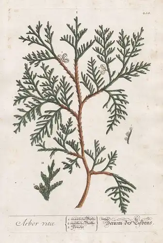 Sabina - Sege - Sevenbaum Segelbaum -  Sadebaum savin Stink-Wacholder Sevibaum Pflanze plant botanical botany