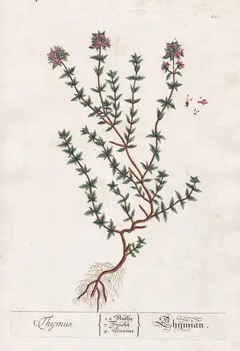 Thymus - Thymian - Quendel Thymus Gewürz spice Pflanze plant botanical botany Kräuter herbs flower flowers Blu