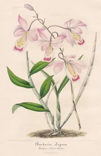 Barkeria elegans - Mexico Mexiko orchid orchids Orchidee flower Blume flowers Blumen Botanik Botanical Botany