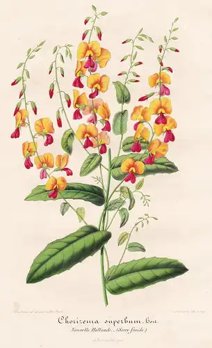 Chorizema superbum - Australia Australien flower Blume flowers Blumen Botanik Botanical Botany