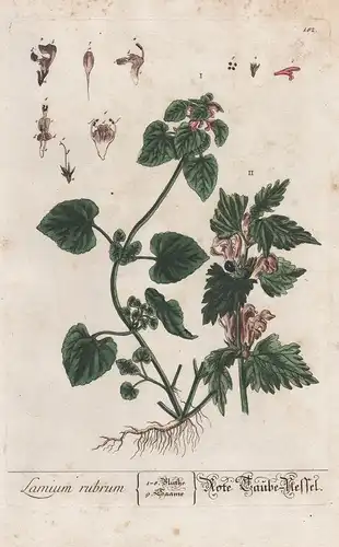 Lamium rubrum - Rote Taube-Nessel -  Taubnessel henbit Pflanze plant botanical botany Kräuter herbs flower flo