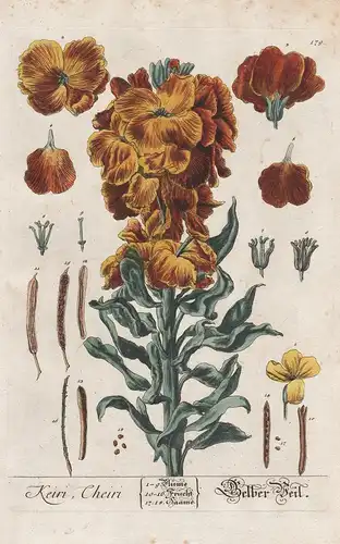 Keiri Cheiri - Gelber Pfeil -  Goldlack Erysimum cheiri wallflower Pflanze plant botanical botany Kräuter herb