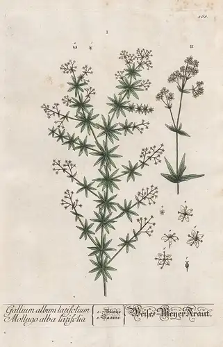 Gallium album latifolium Mollugo alba latifolia - Weißes-Menner Kraut -  Weiße Labkraut Galium latifolium purp