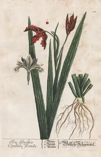 Iris silvestris Spatula foetida - Schwertel - Schwertlilie Lilie lily Pflanze plant botanical botany Kräuter h