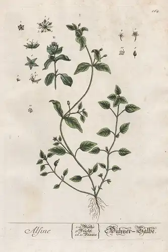 Alsine - Hühne-Salbe - Bach-Sternmiere Stellaria alsine stitchwort Pflanze plant botanical botany Kräuter herb